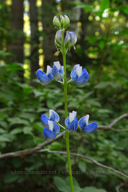 lupine (Lupinus sp.) [Taylor Meadows Trail, Garibaldi Provincial Park, British Columbia, Canada]