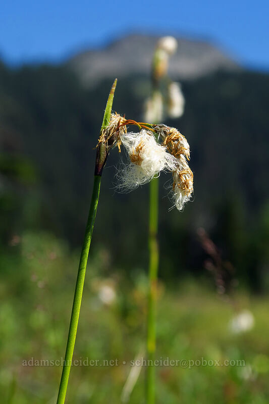 cotton-grass (Eriophorum angustifolium) [Taylor Meadows Trail, Garibaldi Provincial Park, British Columbia, Canada]