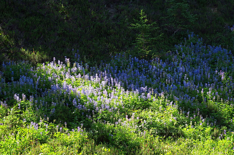 lupines (Lupinus sp.) [Taylor Meadows Trail, Garibaldi Provincial Park, British Columbia, Canada]