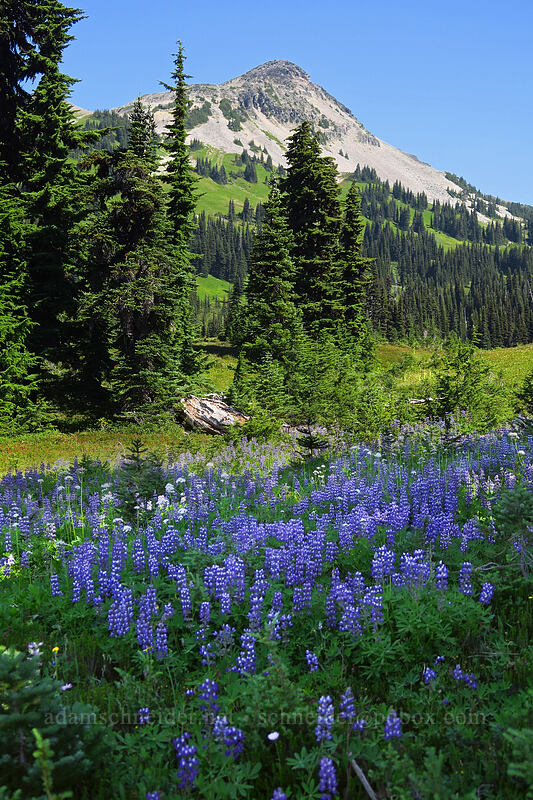 lupines (Lupinus latifolius) [Taylor Meadows Trail, Garibaldi Provincial Park, British Columbia, Canada]