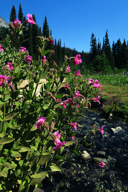 Lewis' monkeyflower (Erythranthe lewisii (Mimulus lewisii)) [Helm Creek/Black Tusk Trail, Garibaldi Provincial Park, British Columbia, Canada]