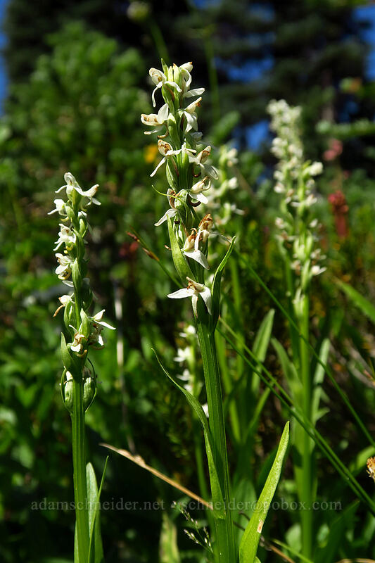 white bog orchid (Platanthera dilatata (Habenaria dilatata)) [Helm Creek Trail, Garibaldi Provincial Park, British Columbia, Canada]