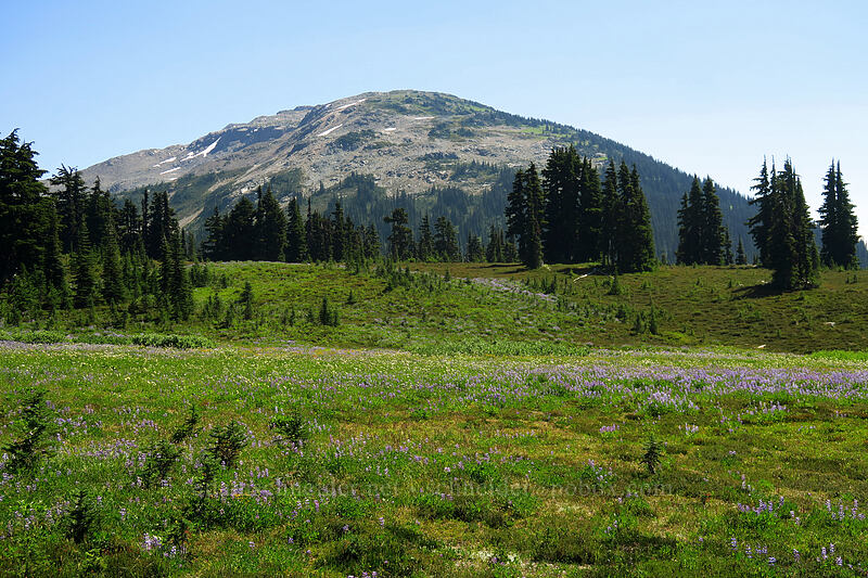 Panorama Ridge & wildflowers [Helm Creek/Black Tusk Trail, Garibaldi Provincial Park, British Columbia, Canada]