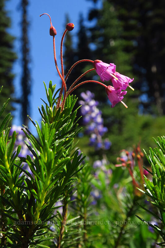 pink mountain heather (Phyllodoce empetriformis) [Black Tusk Trail, Garibaldi Provincial Park, British Columbia, Canada]