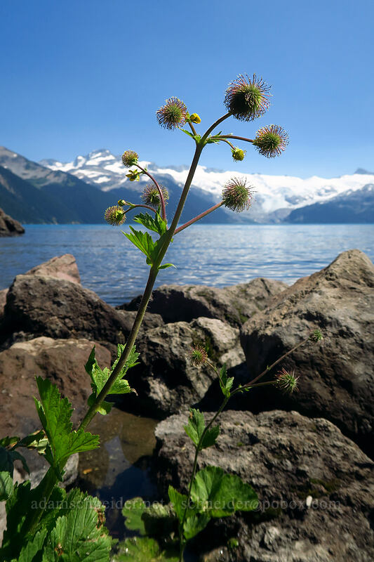 large-leaf avens (Geum macrophyllum) [Garibaldi Lake, Garibaldi Provincial Park, British Columbia, Canada]