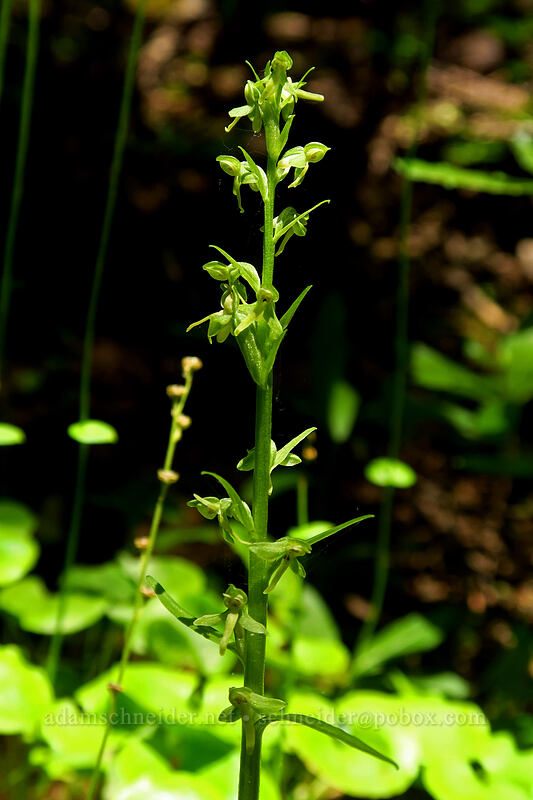 slender bog orchid (Platanthera stricta (Piperia stricta)) [Garibaldi Lake Trail, Garibaldi Provincial Park, British Columbia, Canada]