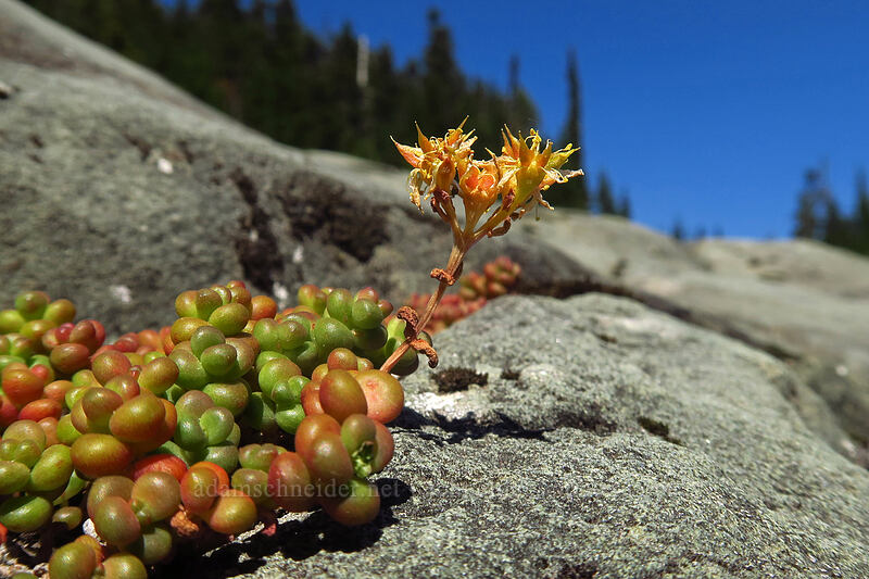 spreading stonecrop (Sedum divergens) [Barrier Viewpoint, Garibaldi Provincial Park, British Columbia, Canada]