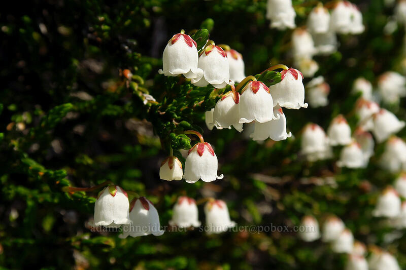 white mountain heather (Cassiope mertensiana) [Chain Lakes Trail, Mount Baker-Snoqualmie National Forest, Whatcom County, Washington]