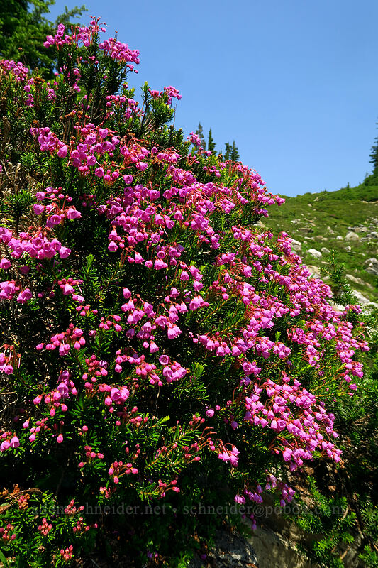 pink mountain heather (Phyllodoce empetriformis) [Chain Lakes Trail, Mount Baker-Snoqualmie National Forest, Whatcom County, Washington]