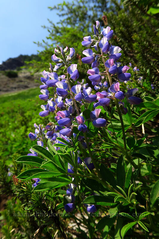 lupines (Lupinus latifolius) [Chain Lakes Trail, Mount Baker-Snoqualmie National Forest, Whatcom County, Washington]