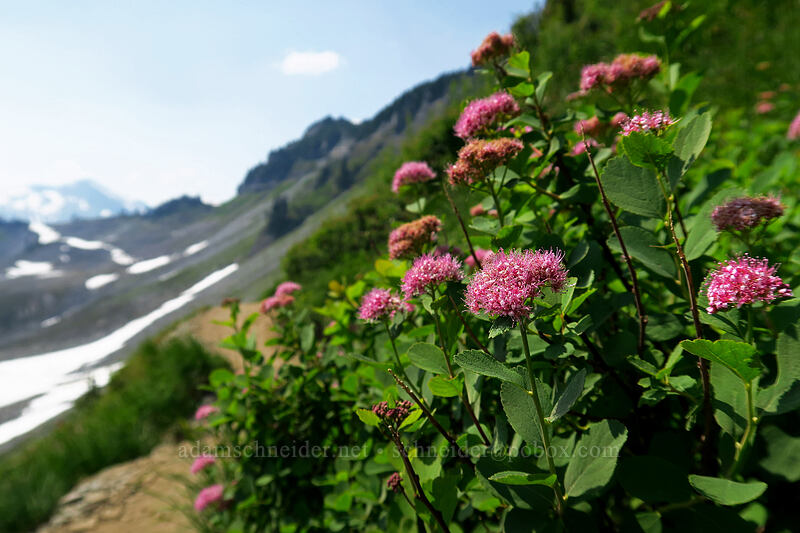 subalpine spirea (Spiraea splendens (Spiraea densiflora)) [Chain Lakes Trail, Mount Baker-Snoqualmie National Forest, Whatcom County, Washington]
