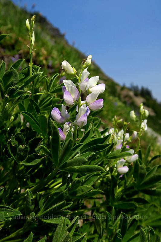 white lupine (Lupinus latifolius) [Chain Lakes Trail, Mount Baker-Snoqualmie National Forest, Whatcom County, Washington]