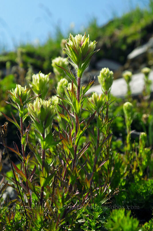 white small-flowered paintbrush (Castilleja parviflora var. albida) [Chain Lakes Trail, Mount Baker Wilderness, Whatcom County, Washington]