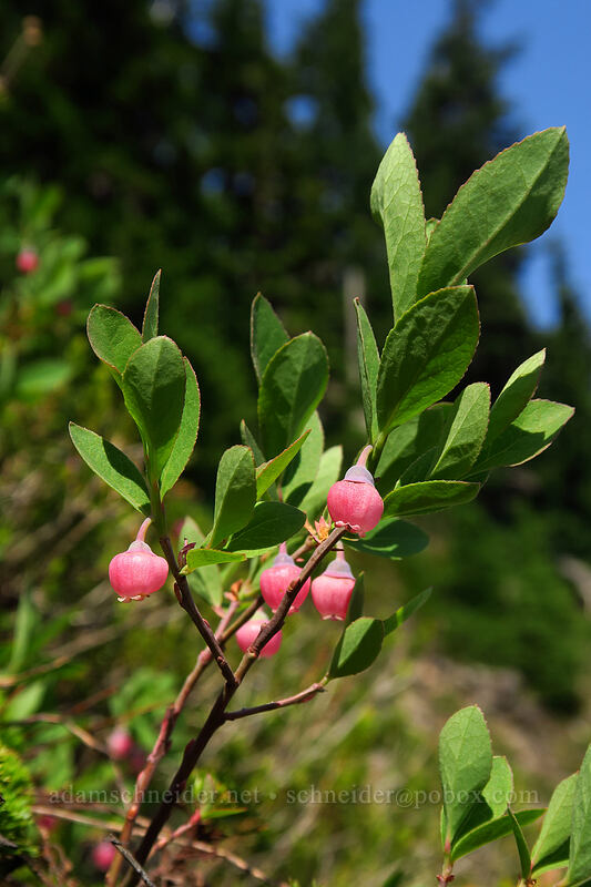 Cascade huckleberry flowers (Vaccinium deliciosum) [Chain Lakes Trail, Mount Baker Wilderness, Whatcom County, Washington]