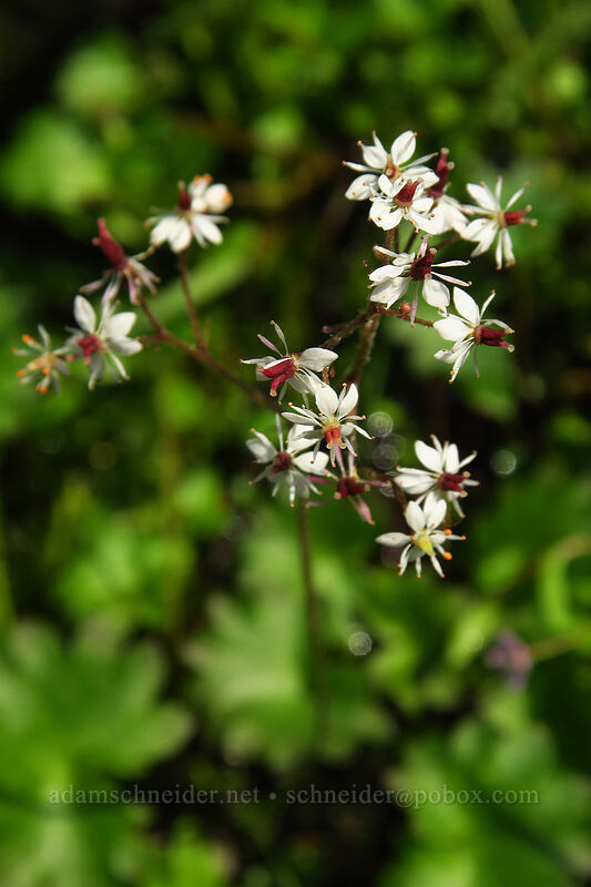 Nelson's saxifrage (Micranthes nelsoniana (Saxifraga nelsoniana)) [Chain Lakes Trail, Mount Baker Wilderness, Whatcom County, Washington]