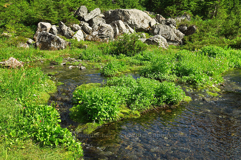 aquatic gardens [Chain Lakes Trail, Mount Baker Wilderness, Whatcom County, Washington]