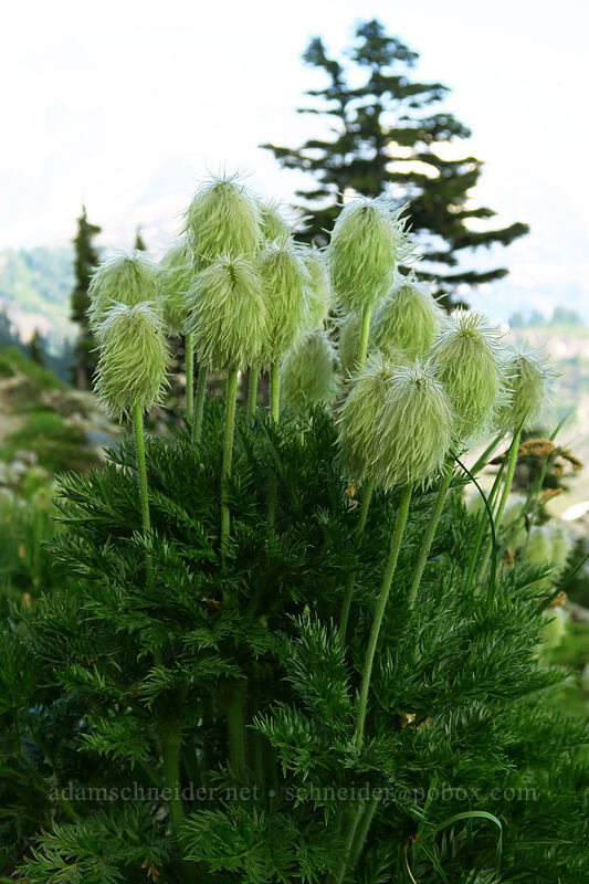 western pasqueflower seed-heads (Anemone occidentalis (Pulsatilla occidentalis)) [Chain Lakes Trail, Mount Baker Wilderness, Whatcom County, Washington]