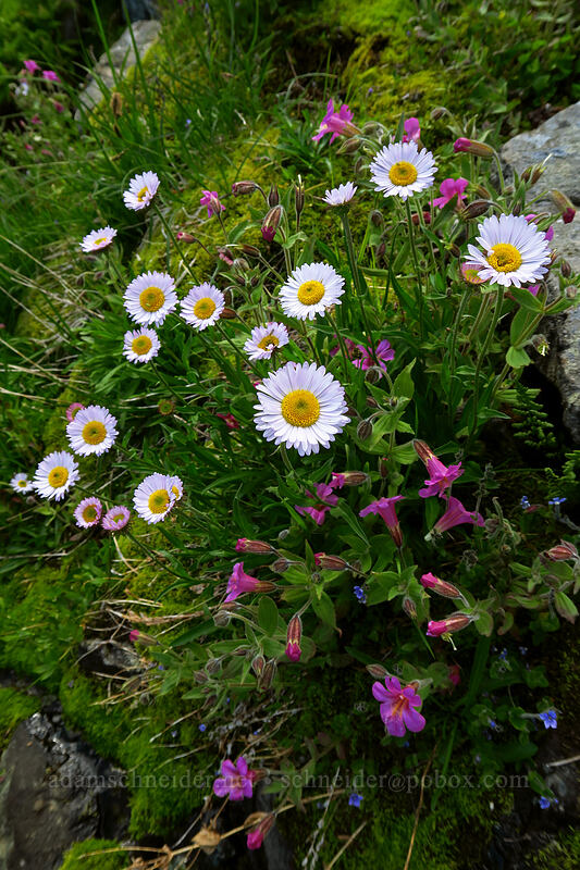 subalpine fleabane & Lewis' monkeyflower (Erigeron glacialis var. glacialis, Erythranthe lewisii (Mimulus lewisii)) [Chain Lakes Trail, Mount Baker-Snoqualmie National Forest, Whatcom County, Washington]