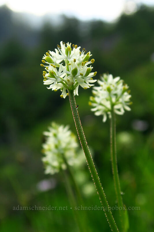 false asphodel (Triantha occidentalis ssp. brevistyla (Tofieldia glutinosa var. brevistyla)) [Chain Lakes Trail, Mount Baker Wilderness, Whatcom County, Washington]