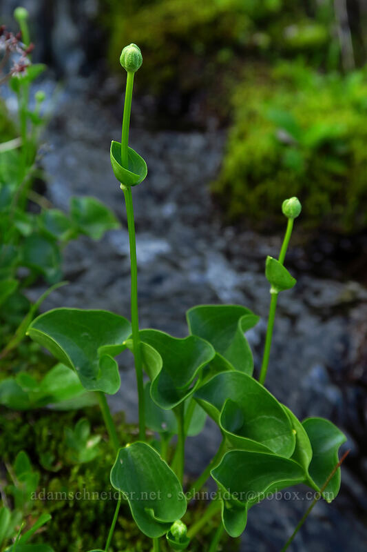 grass-of-Parnassus, budding (Parnassia fimbriata) [Chain Lakes Trail, Mount Baker Wilderness, Whatcom County, Washington]