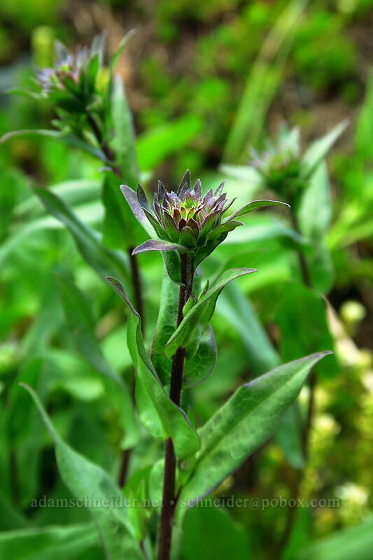 alpine leafy-bract aster (Symphyotrichum foliaceum (Aster foliaceus)) [Chain Lakes Trail, Mount Baker-Snoqualmie National Forest, Whatcom County, Washington]