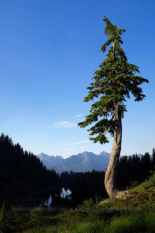 twisted hemlock tree (Tsuga mertensiana) [Chain Lakes Trail, Mount Baker-Snoqualmie National Forest, Whatcom County, Washington]
