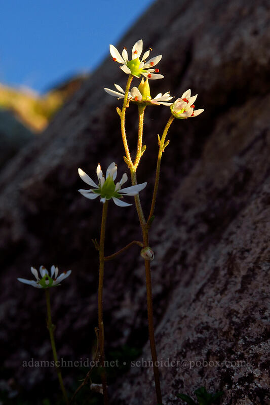 Tolmie's saxifrage (Micranthes tolmiei (Saxifraga tolmiei)) [Artist Ridge Trail, Mount Baker-Snoqualmie National Forest, Whatcom County, Washington]