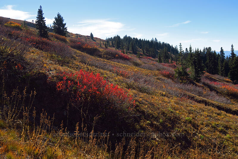 Paradise Park in autumn [Paradise Park Loop Trail, Mt. Hood Wilderness, Clackamas County, Oregon]