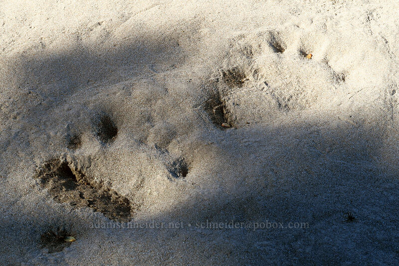 black bear tracks (Ursus americanus) [Sandy River Canyon rim, Mt. Hood Wilderness, Clackamas County, Oregon]