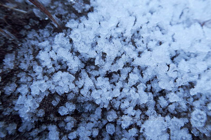ice crystals [Sandy River Canyon rim, Mt. Hood Wilderness, Clackamas County, Oregon]