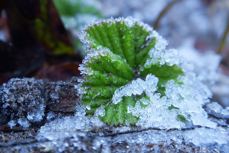 frosty bramble leaf (Rubus lasiococcus) [Sandy River Canyon rim, Mt. Hood Wilderness, Clackamas County, Oregon]