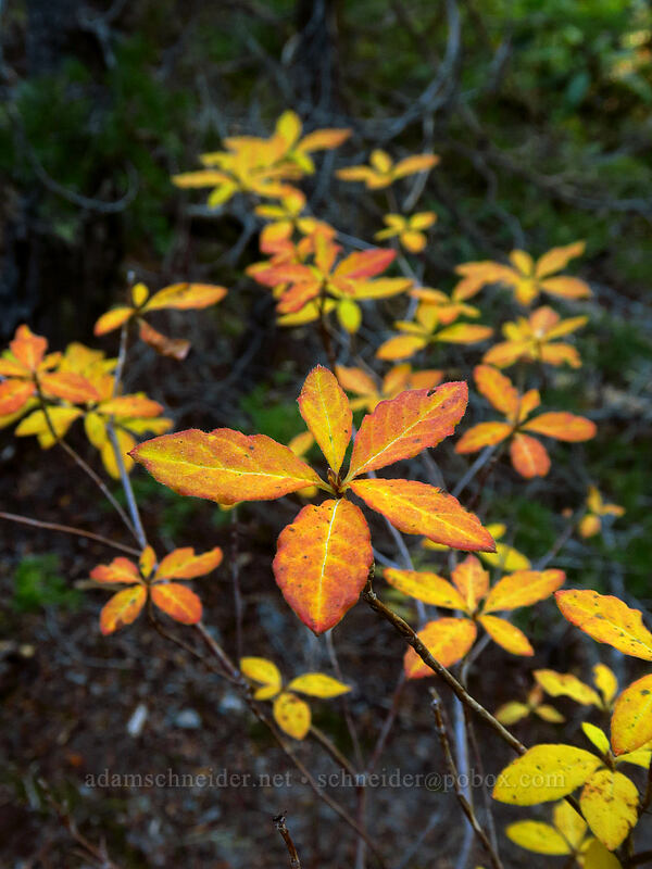 huckleberry leaves (Vaccinium sp.) [Pacific Crest Trail, Mt. Hood Wilderness, Clackamas County, Oregon]