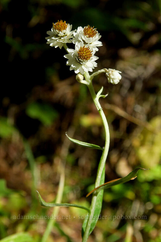 pearly everlasting (Anaphalis margaritacea) [Pacific Crest Trail, Mt. Hood Wilderness, Clackamas County, Oregon]