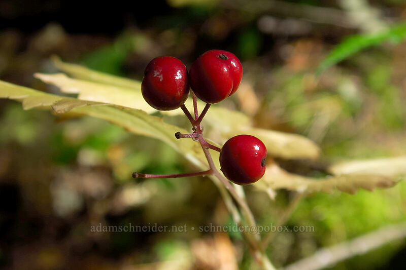 baneberries (Actaea rubra) [Pacific Crest Trail, Mt. Hood Wilderness, Clackamas County, Oregon]