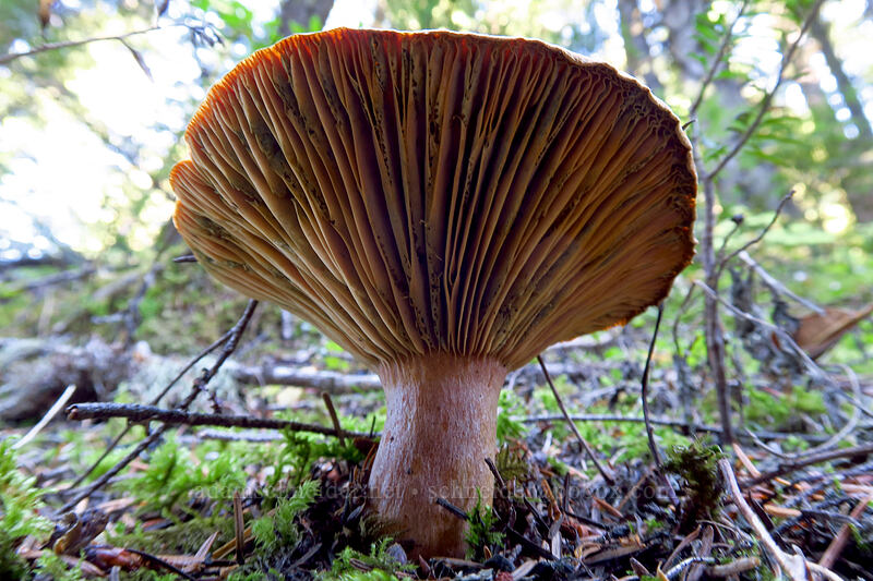 mushroom [Pacific Crest Trail, Mt. Hood Wilderness, Clackamas County, Oregon]