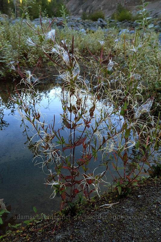 willow-herb (Epilobium sp.) [Sandy River channel, Mt. Hood Wilderness, Clackamas County, Oregon]