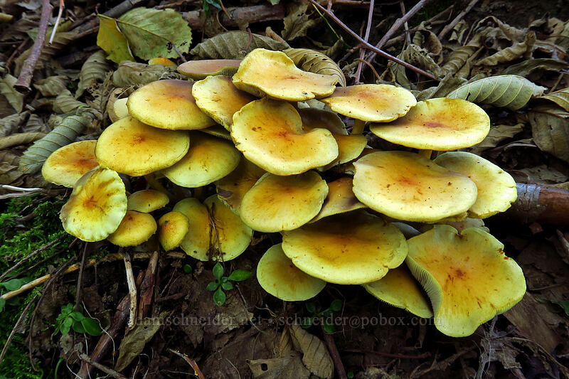 clustered mushrooms [Sandy River channel, Mt. Hood Wilderness, Clackamas County, Oregon]