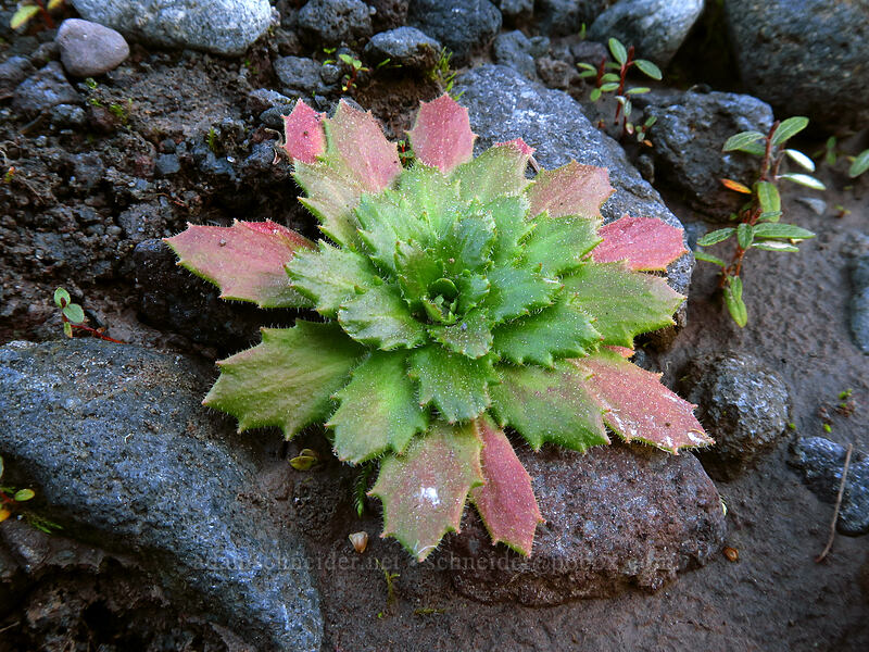 rusty saxifrage leaf rosette (Micranthes ferruginea (Saxifraga ferruginea)) [Sandy River channel, Mt. Hood Wilderness, Clackamas County, Oregon]