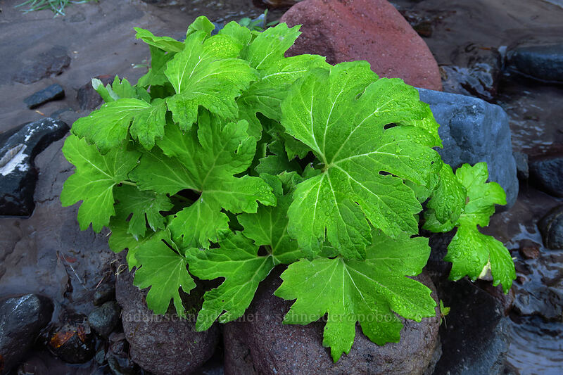 coltsfoot leaves (Petasites frigidus var. palmatus) [Sandy River channel, Mt. Hood National Forest, Clackamas County, Oregon]