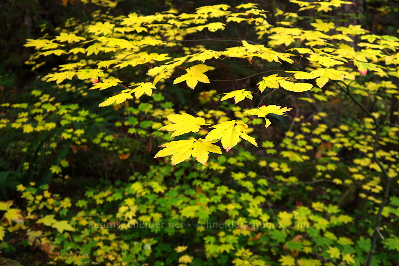 vine maple leaves (Acer circinatum) [Sandy River Trail, Mt. Hood National Forest, Clackamas County, Oregon]