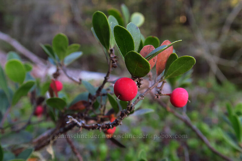 kinnikinnick (bearberries) (Arctostaphylos uva-ursi) [Sandy River Trail, Mt. Hood National Forest, Clackamas County, Oregon]