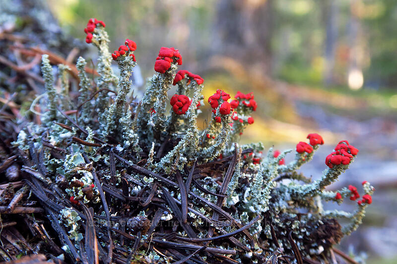 red-topped cup lichen (Cladonia sp.) [Sandy River Trail, Mt. Hood National Forest, Clackamas County, Oregon]
