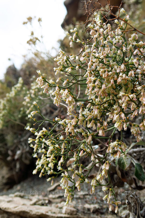 wild buckwheat (Eriogonum sp.) [Watchman Trail, Zion National Park, Washington County, Utah]