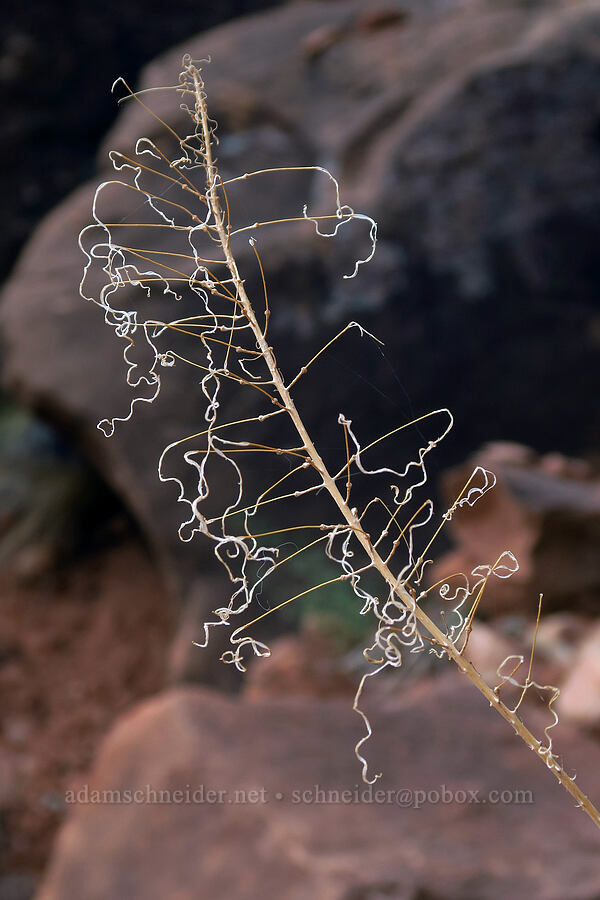 scraggly seed-pods [Watchman Trail, Zion National Park, Washington County, Utah]