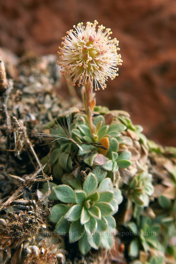mat rock-spirea (rockmat) (Petrophytum caespitosum (Petrophyton caespitosum)) [West Rim Trail, Zion National Park, Washington County, Utah]