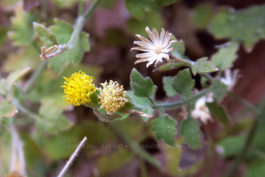 Springdale rock-daisy (Perityle tenella (Laphamia palmeri)) [West Rim Trail, Zion National Park, Washington County, Utah]
