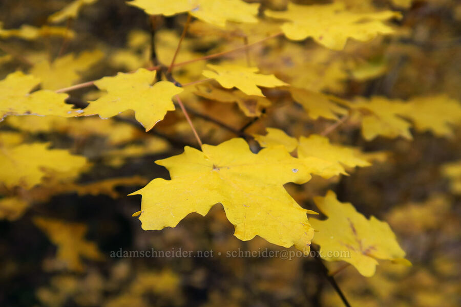 big-tooth maple leaves (Acer grandidentatum) [West Rim Trail, Zion National Park, Washington County, Utah]