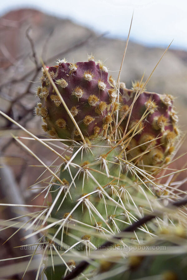 prickly-pear cactus fruit (tunas) (Opuntia polyacantha) [Angel's Landing, Zion National Park, Washington County, Utah]