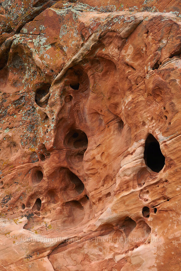 eroded sandstone [Angel's Landing, Zion National Park, Washington County, Utah]