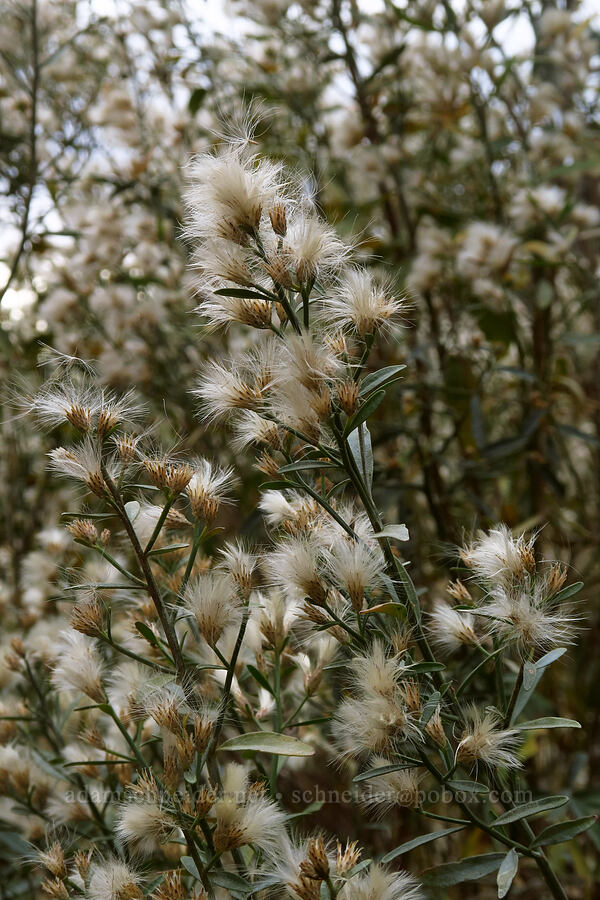 willow-baccharis seeds (Baccharis salicina) [Zion Canyon Scenic Drive, Zion National Park, Washington County, Utah]